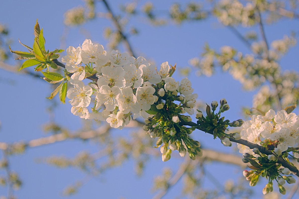 Beautiful white cherry blossom pictures