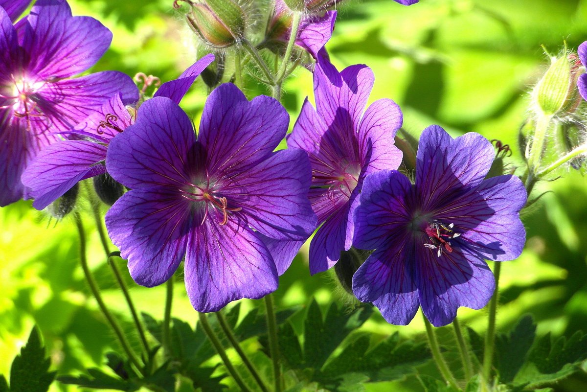 Beautiful purple geranium pictures