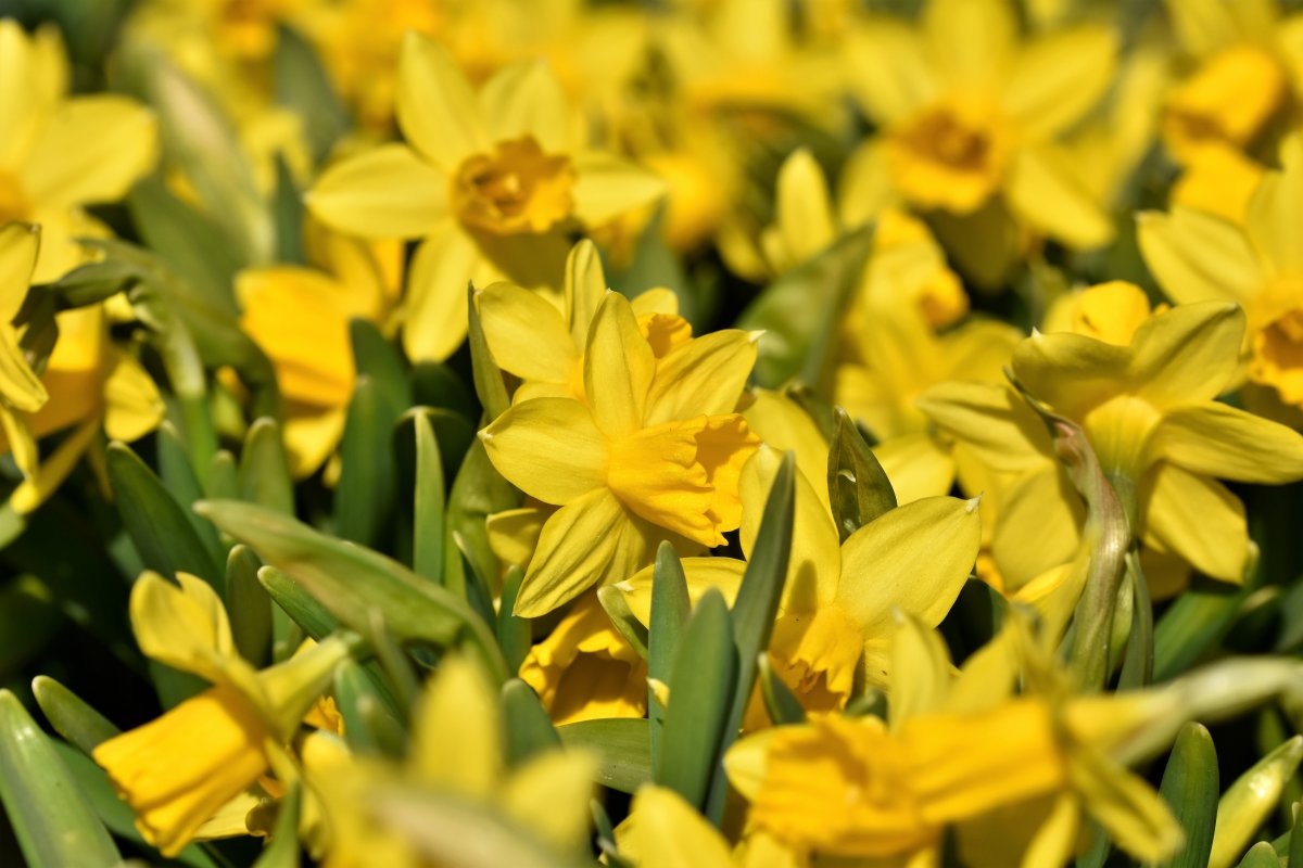 Yellow daffodils photography pictures