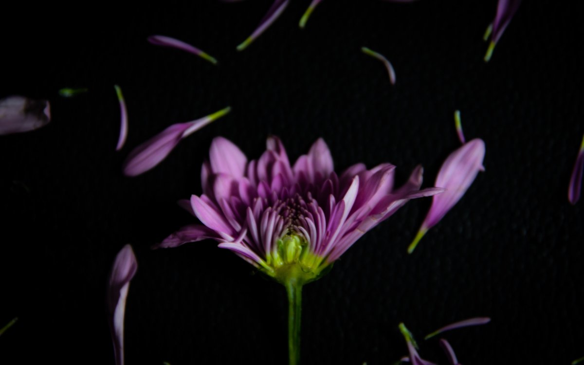 Picture of purple flowers on black background