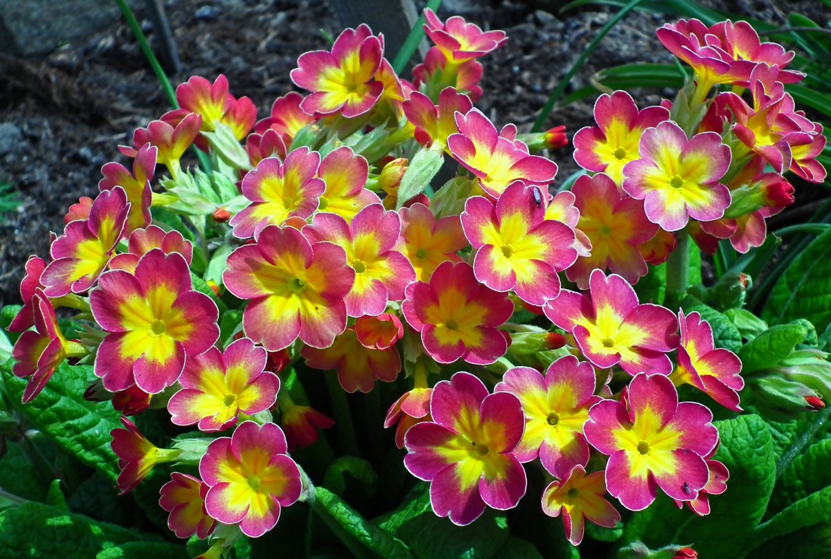 Beautiful primrose flowers pictures