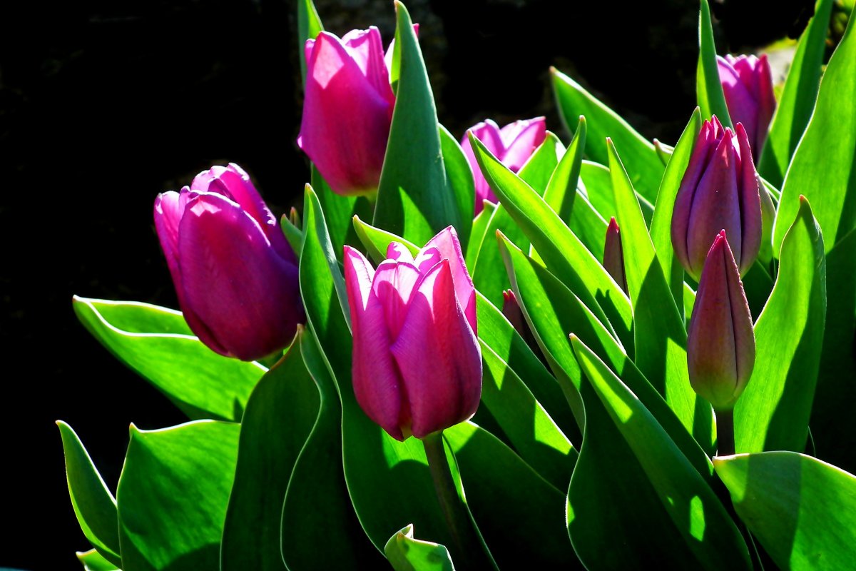 Close up picture of tulip flowers