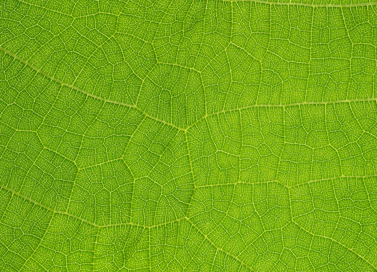 Green leaves stem texture close-up picture