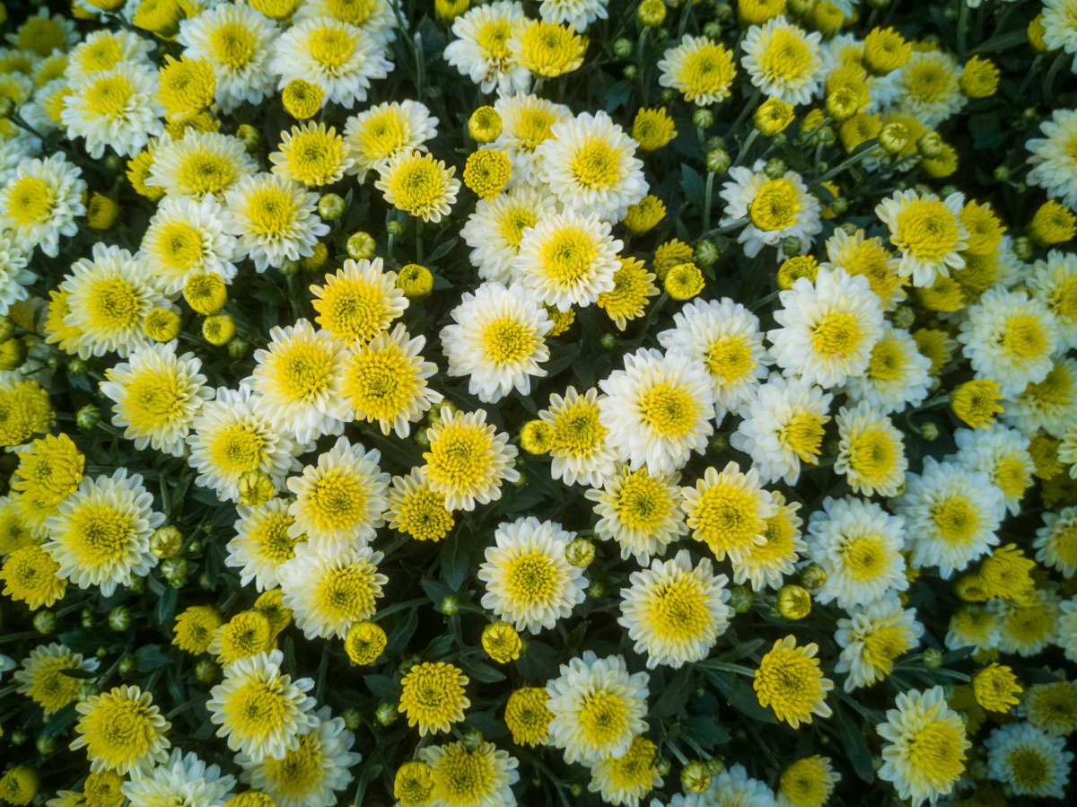 yellow daisy flower pictures