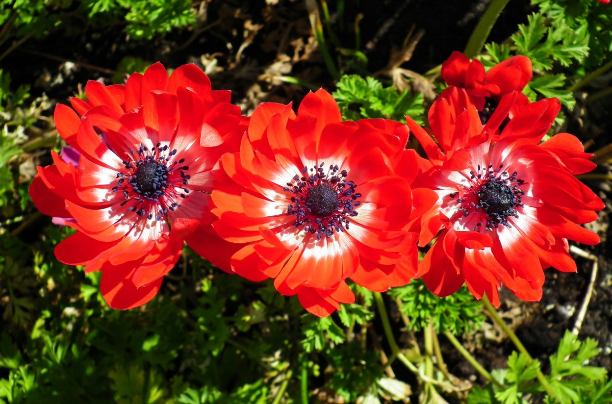Red anemone flower pictures
