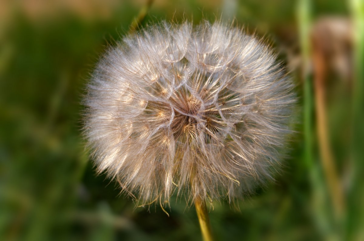 Dandelion plant flowers pictures