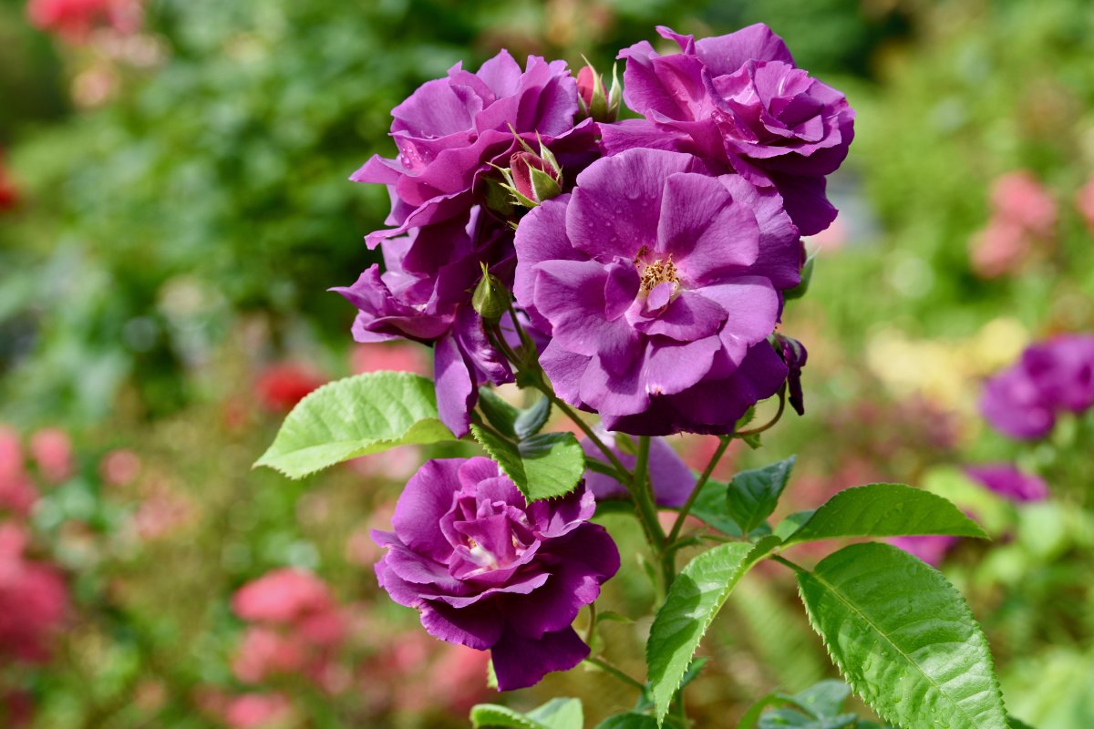 purple rose flower pictures