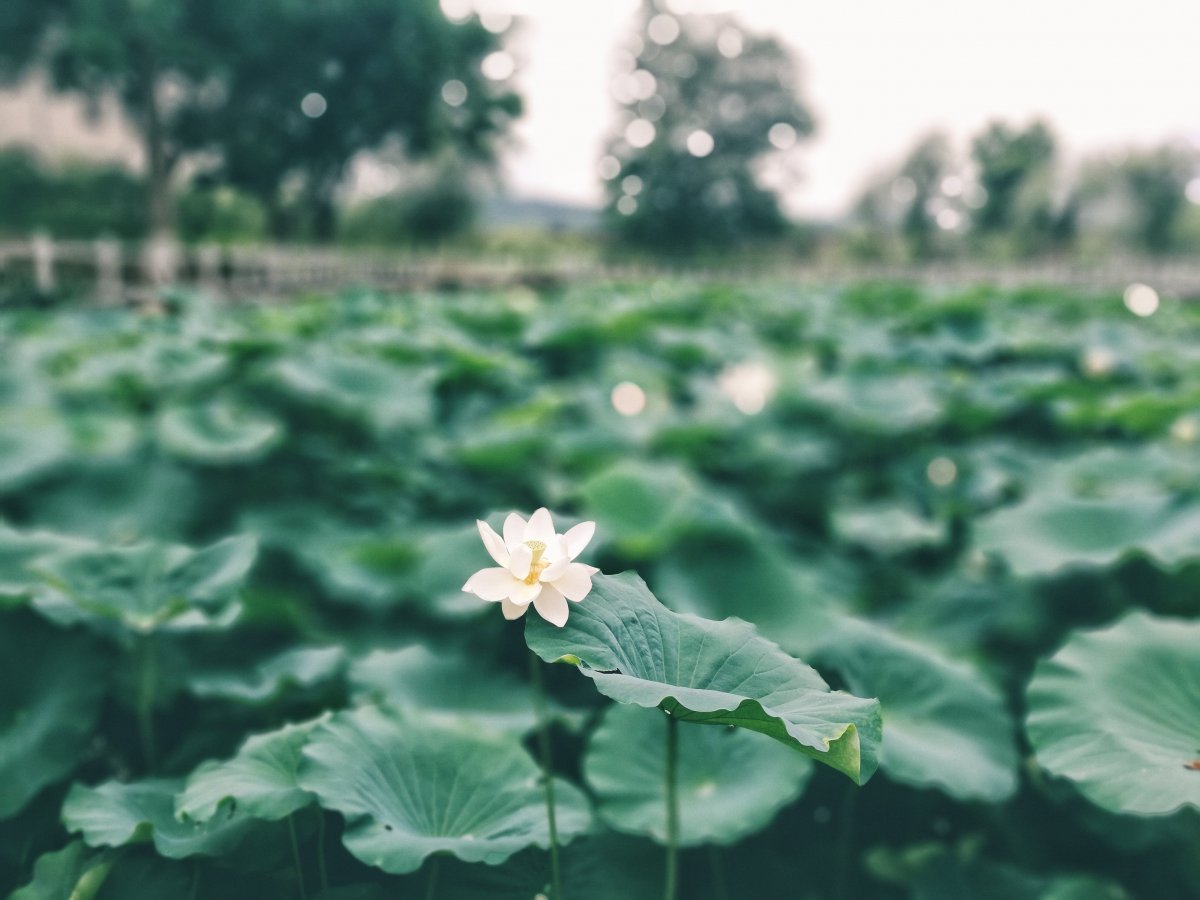 Beginning of summer lotus photography