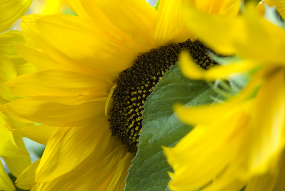 Partial close-up picture of sunflower flower