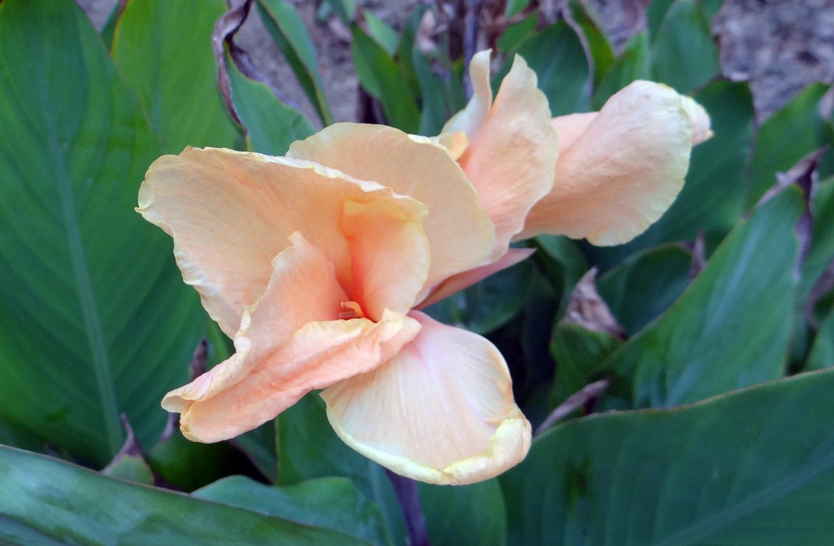 Pictures of delicate and soft cannas