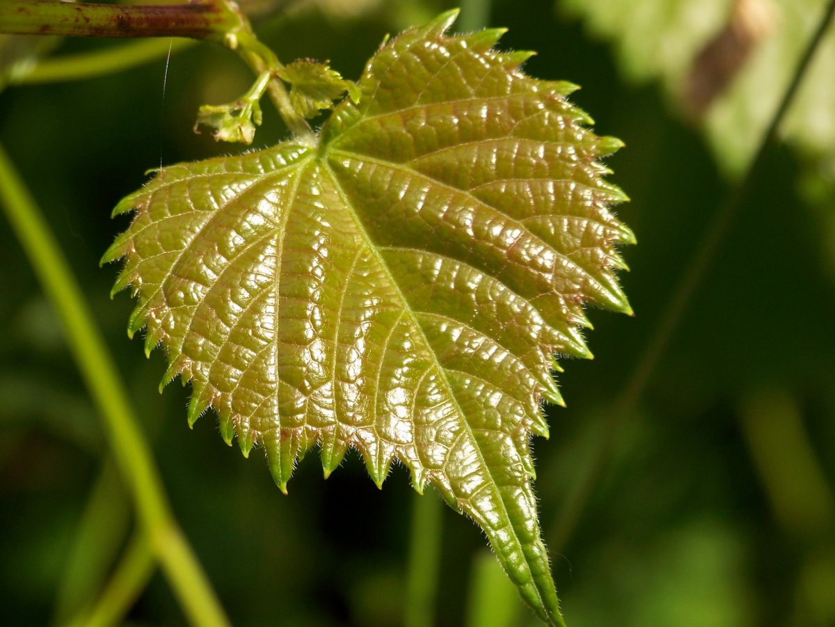 Fresh green leaves pictures