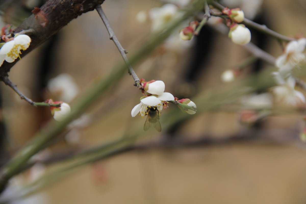 Beautiful pictures of snow-white pear blossoms