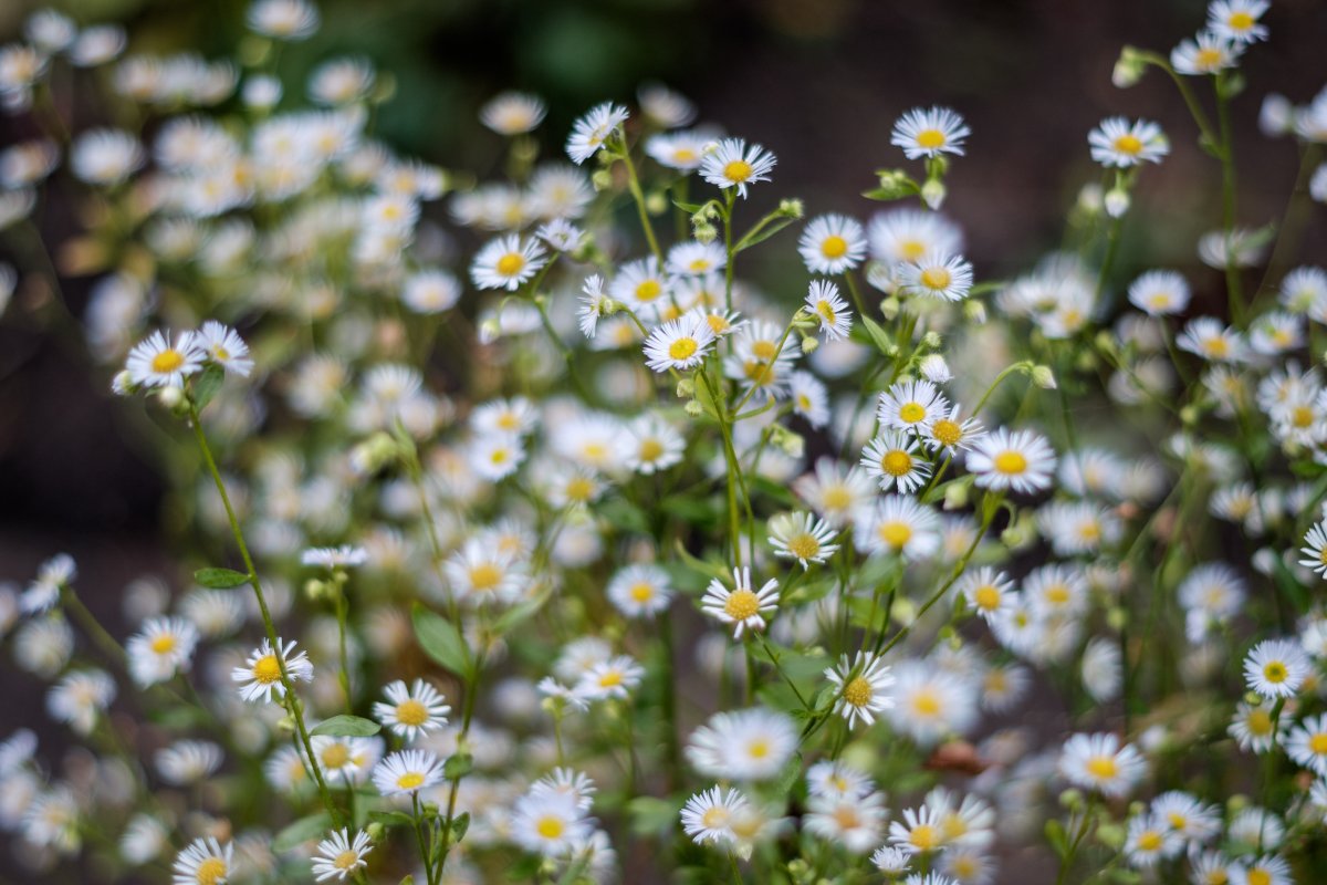 A bunch of white daisy flowers pictures