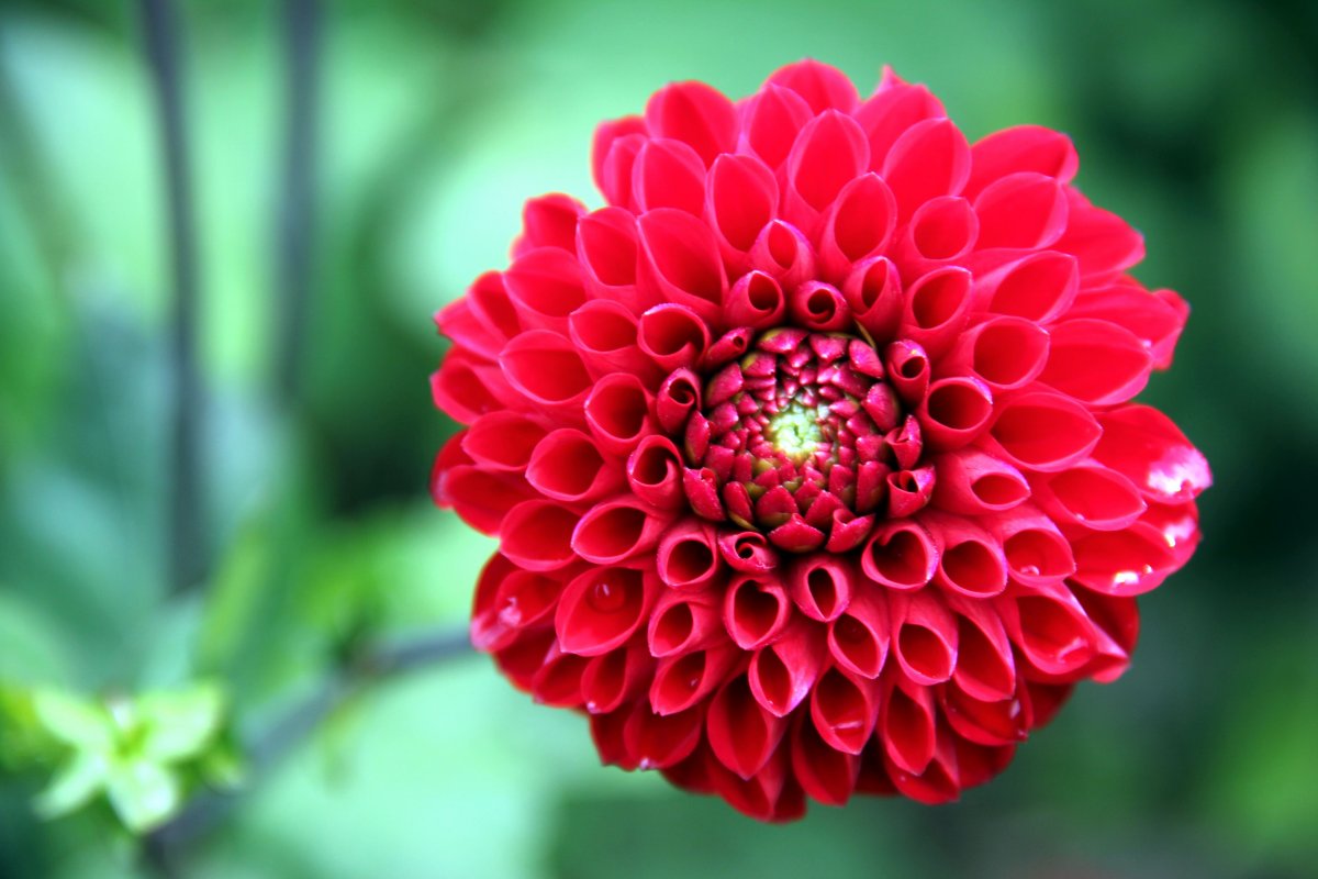 Delicate and beautiful dahlia pictures