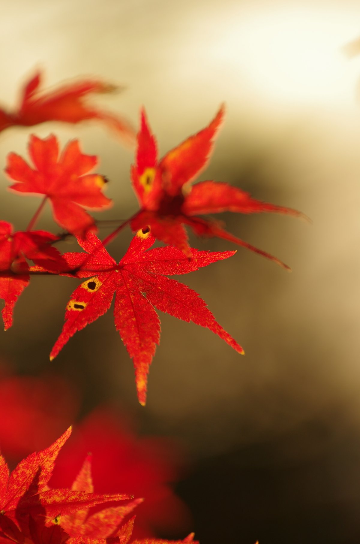 Gorgeous and charming red maple leaf pictures