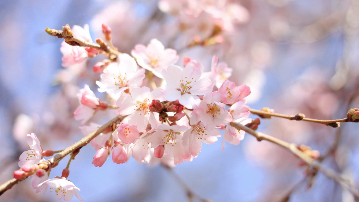 Beautiful pink cherry blossom pictures