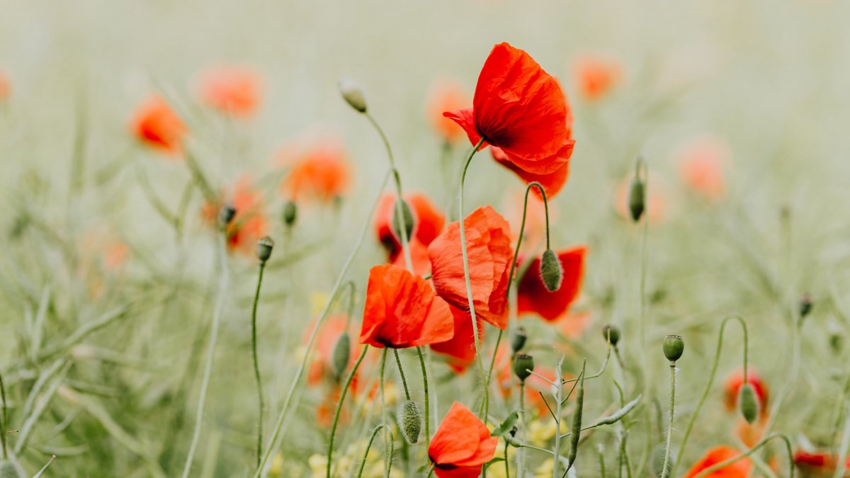 Beautiful pictures of poppy flowers