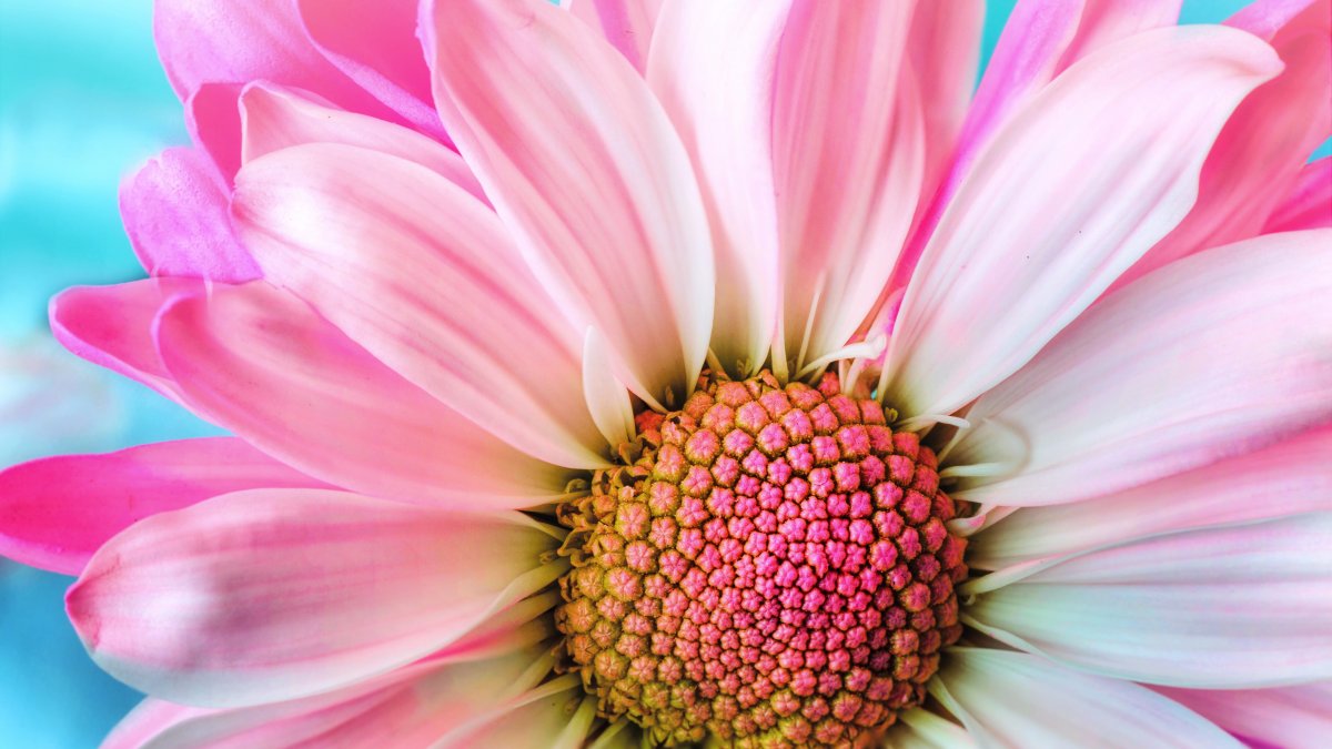 Dignified and elegant gerbera pictures
