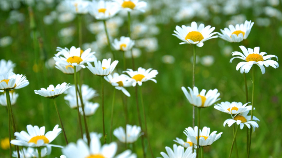 Fresh and elegant daisy pictures