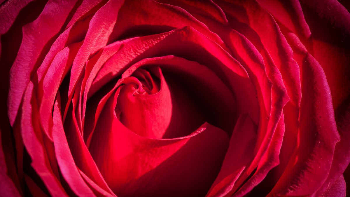 Passionate red rose pictures