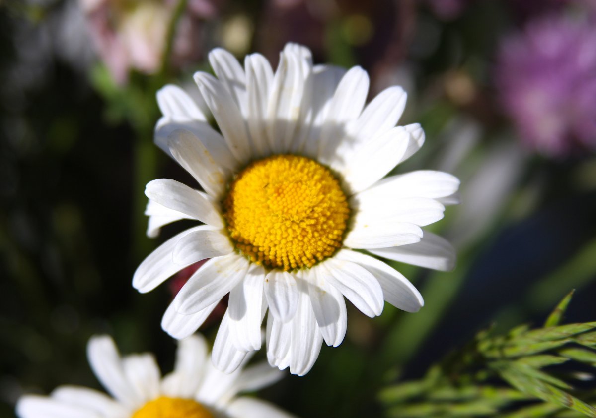White and elegant daisy flower pictures