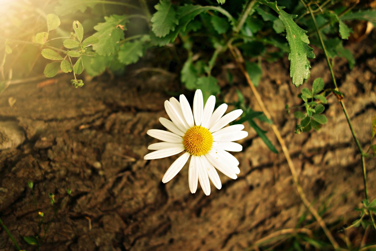 Fresh and elegant daisy pictures