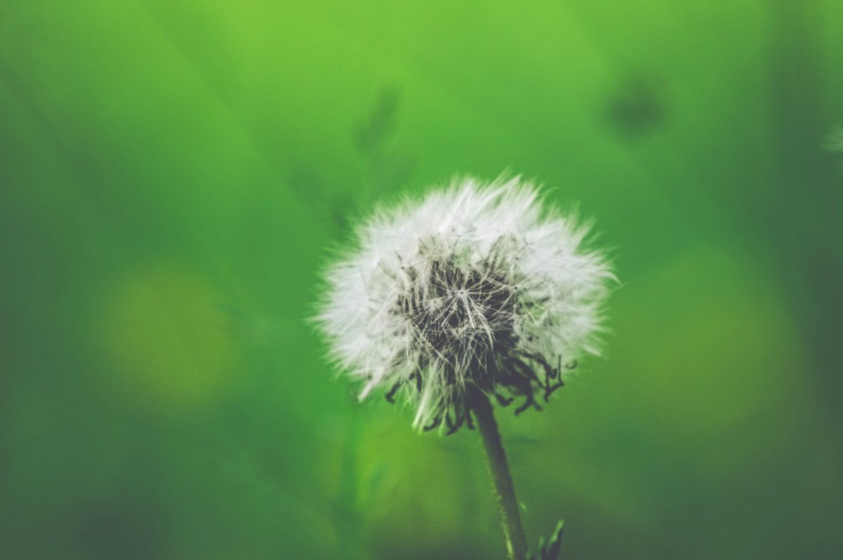 Soft and light white dandelions pictures