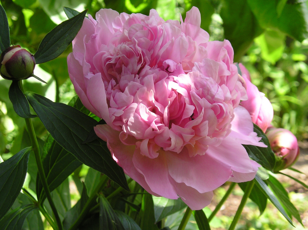 Graceful and elegant pink peony flower pictures