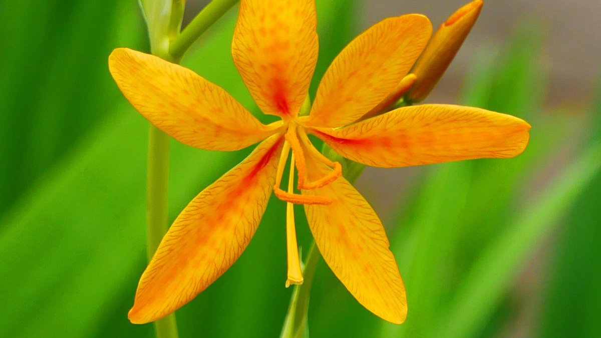 Beautiful and special pictures of dried flowers