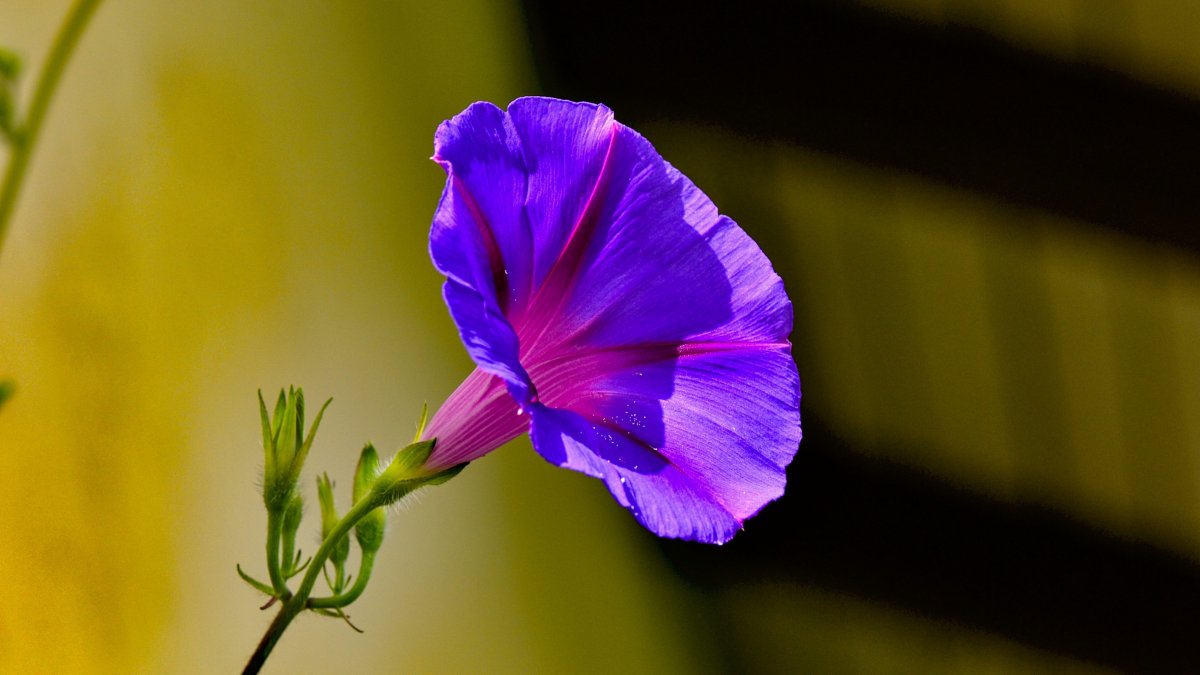 Fresh and elegant morning glory pictures