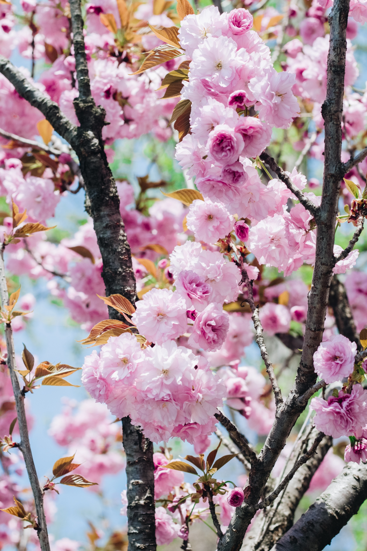 Blooming pink cherry blossom pictures