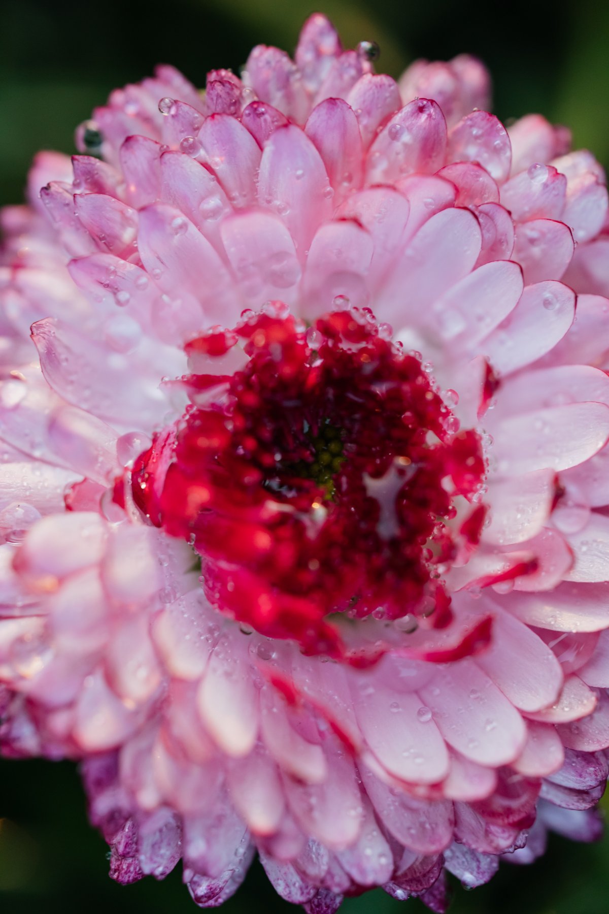 Pink petals and stamens pictures