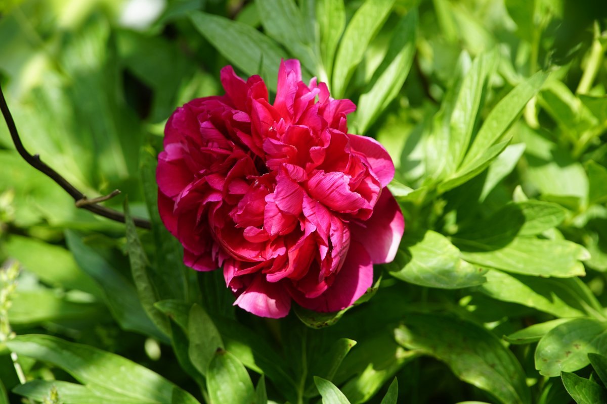 Big red peony flower pictures
