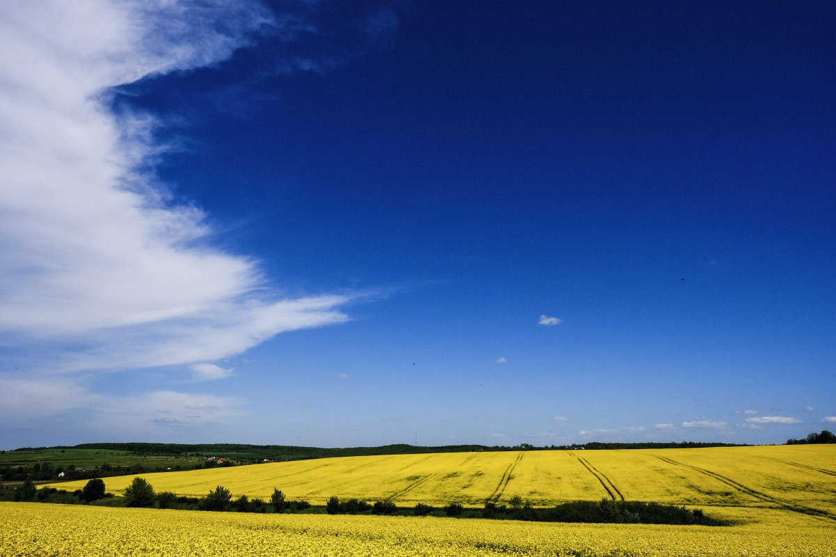 Scenery picture of rapeseed flowers on sunny day