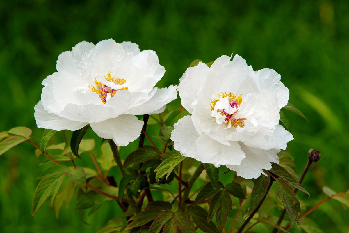 Colorful white peony flowers pictures