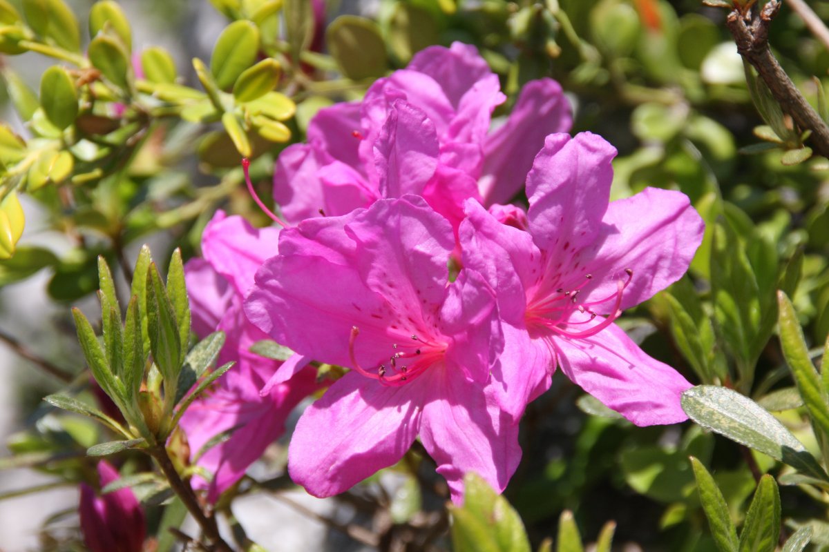 Brilliant Rhododendron Photography Pictures