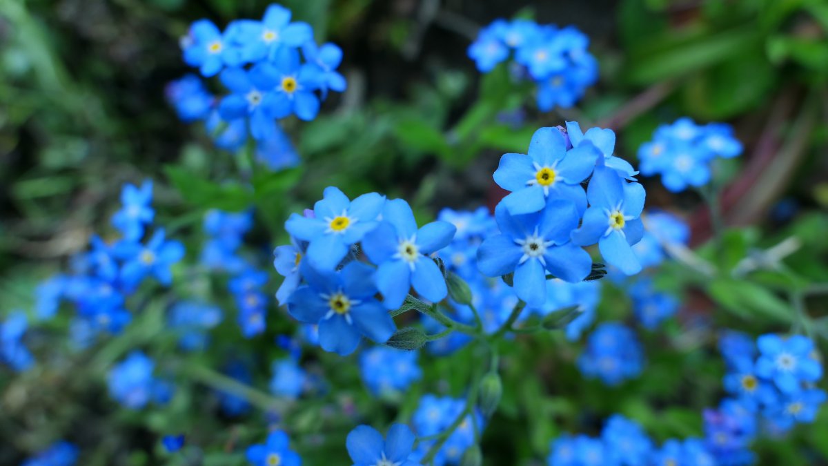 Blue forget-me-not flowers photography pictures
