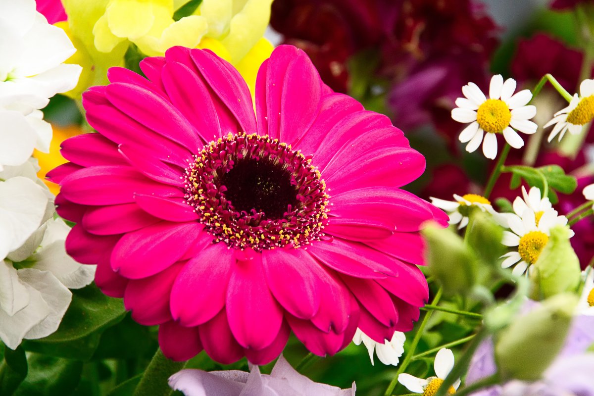 Pictures of gorgeous gerbera flowers