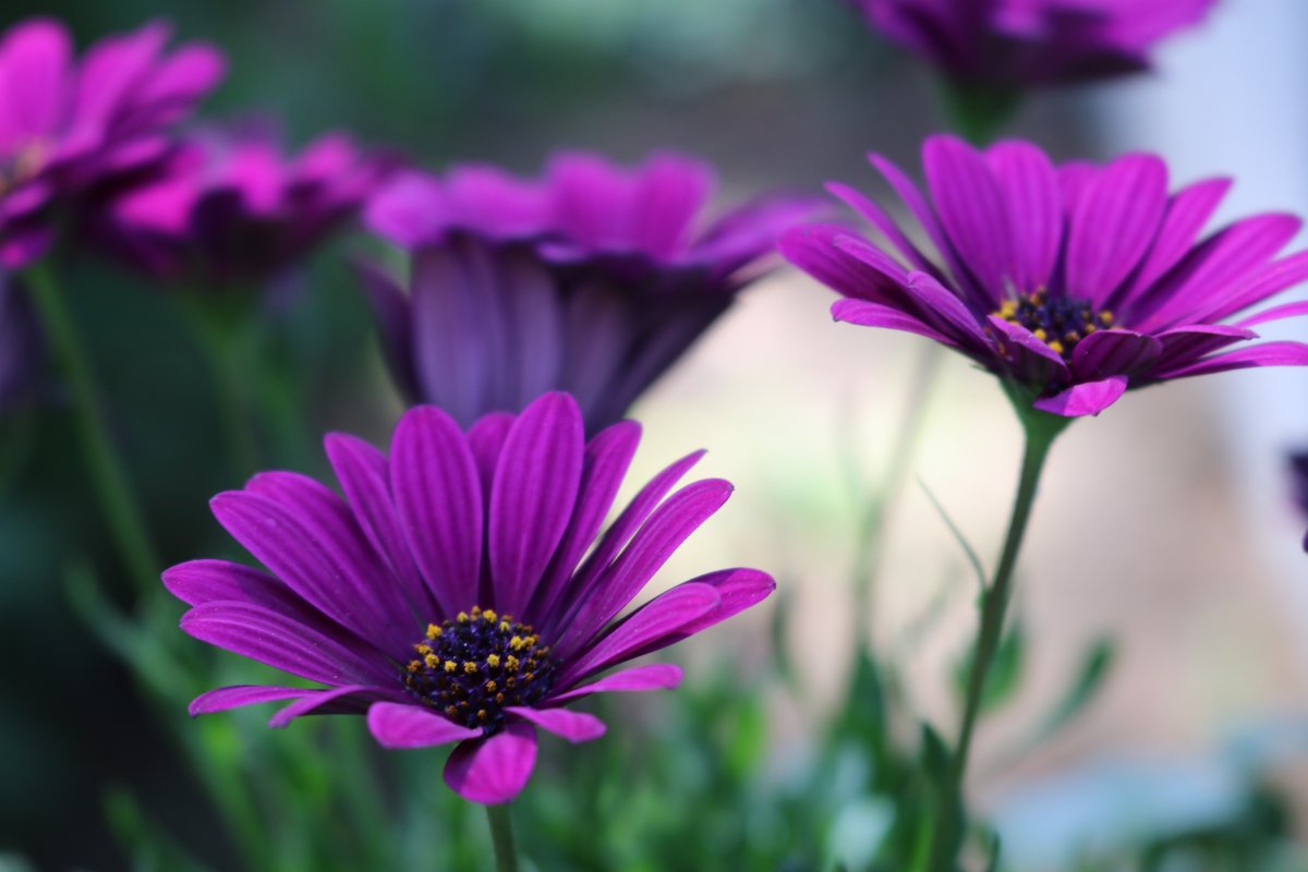 Purple gerbera flower pictures