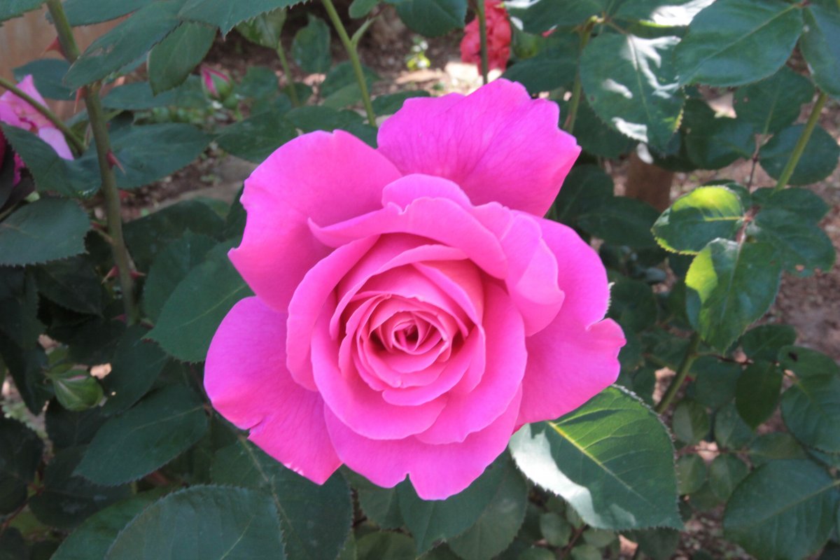 pink rose flower blooming picture