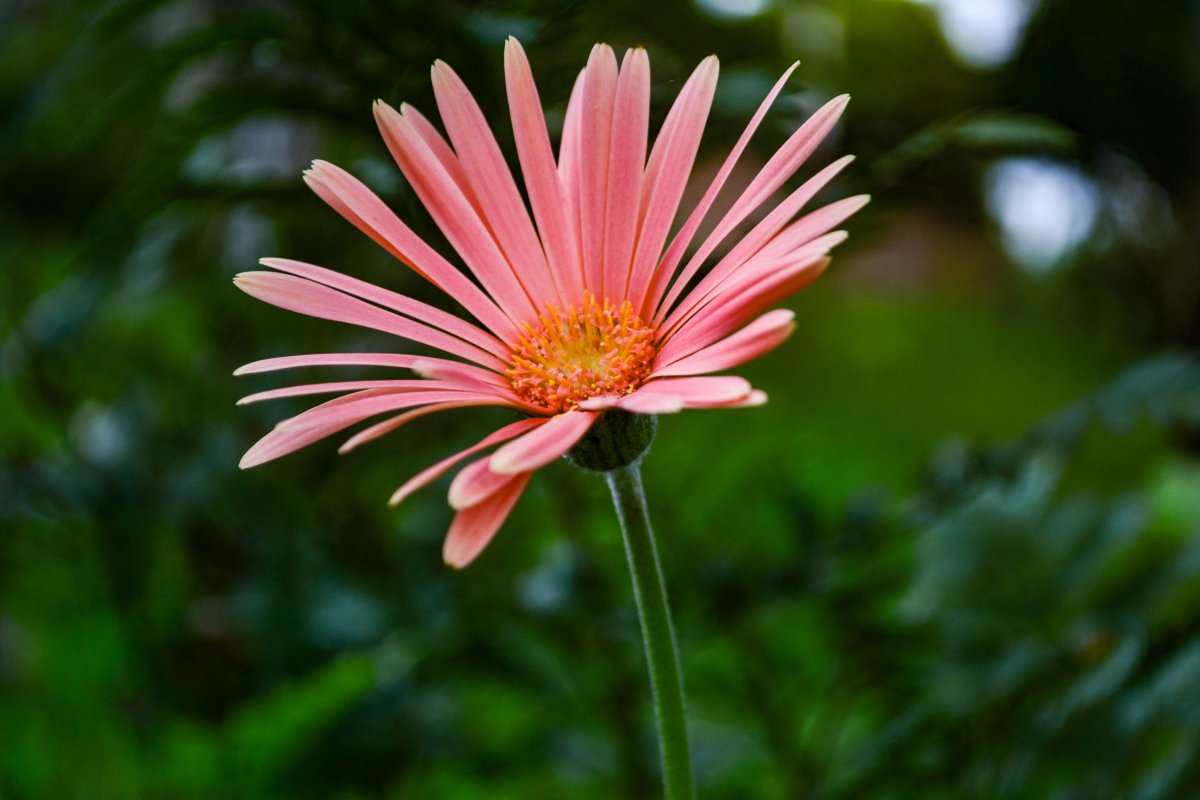 Pink wild chrysanthemum photography pictures