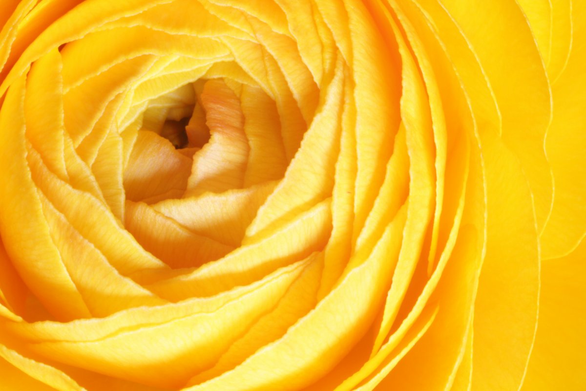 Yellow rose flower macro photography picture