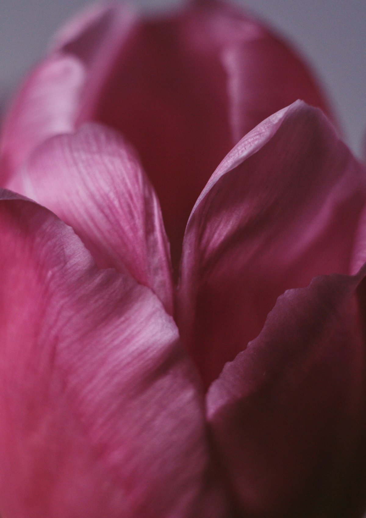 Close-up picture of pink tulip petals