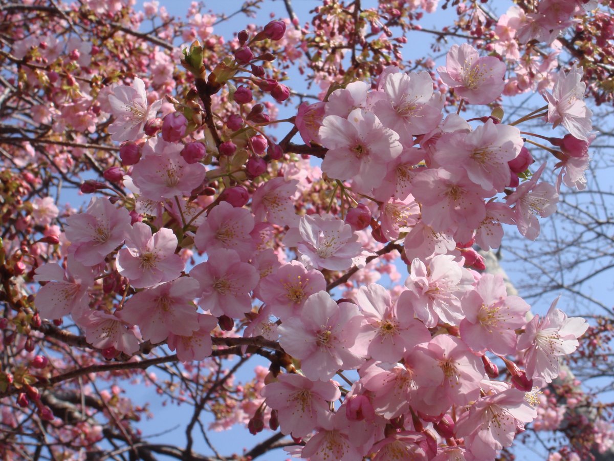 Pictures of lively blooming pink cherry blossoms