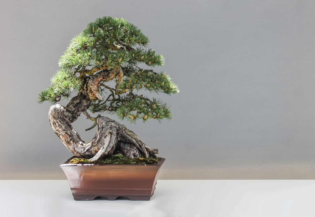 Pictures of green bonsai with spreading branches and leaves