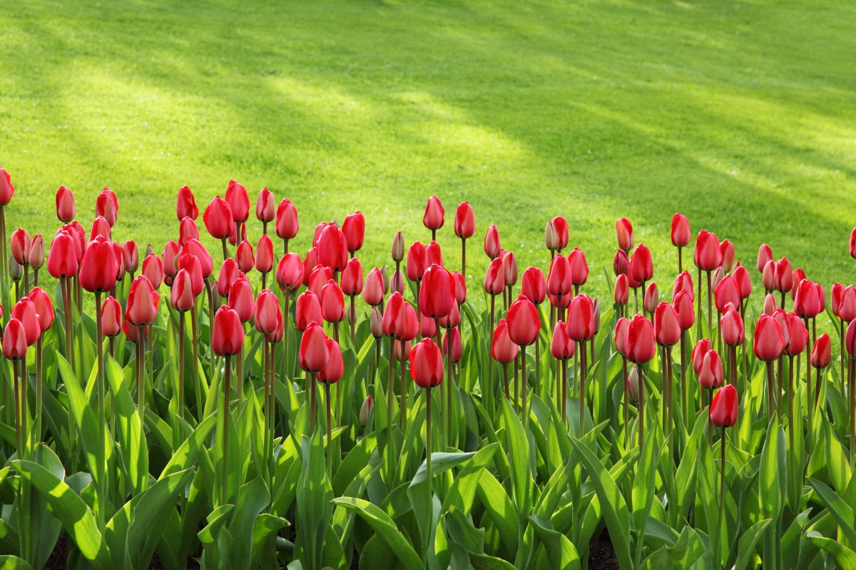 Pictures of graceful tulips