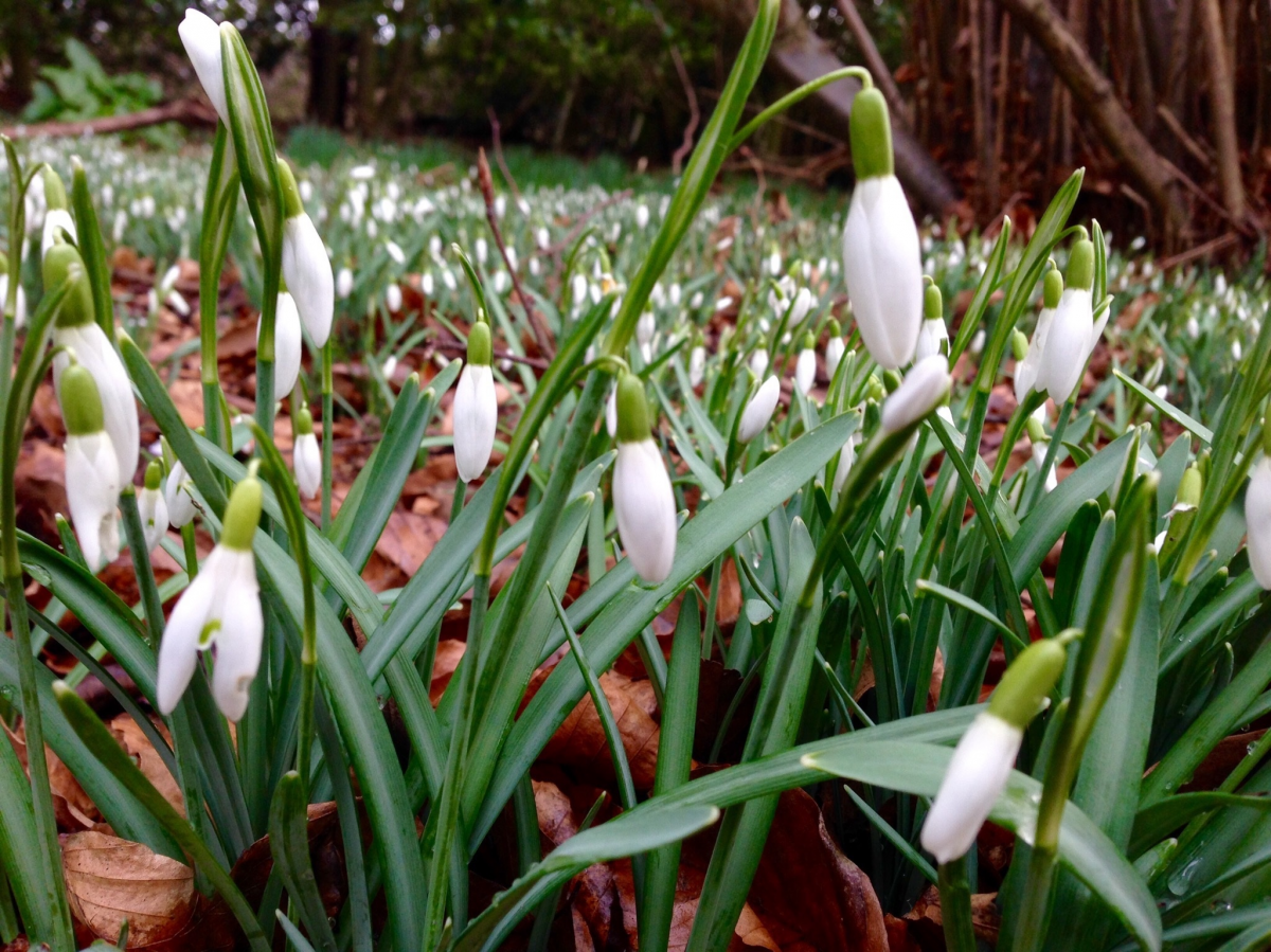 Beautiful white snowdrop pictures