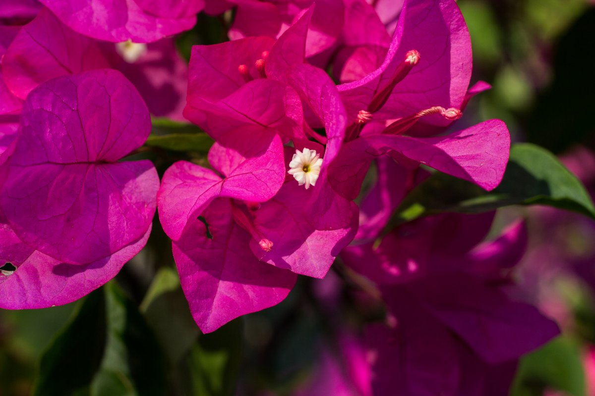 Blooming bougainvillea pictures
