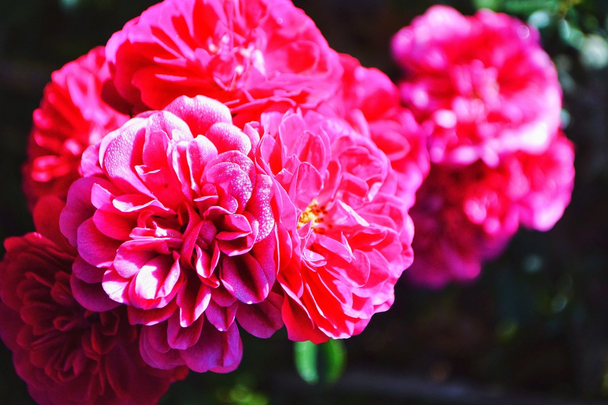 Graceful and magnificent peony pictures