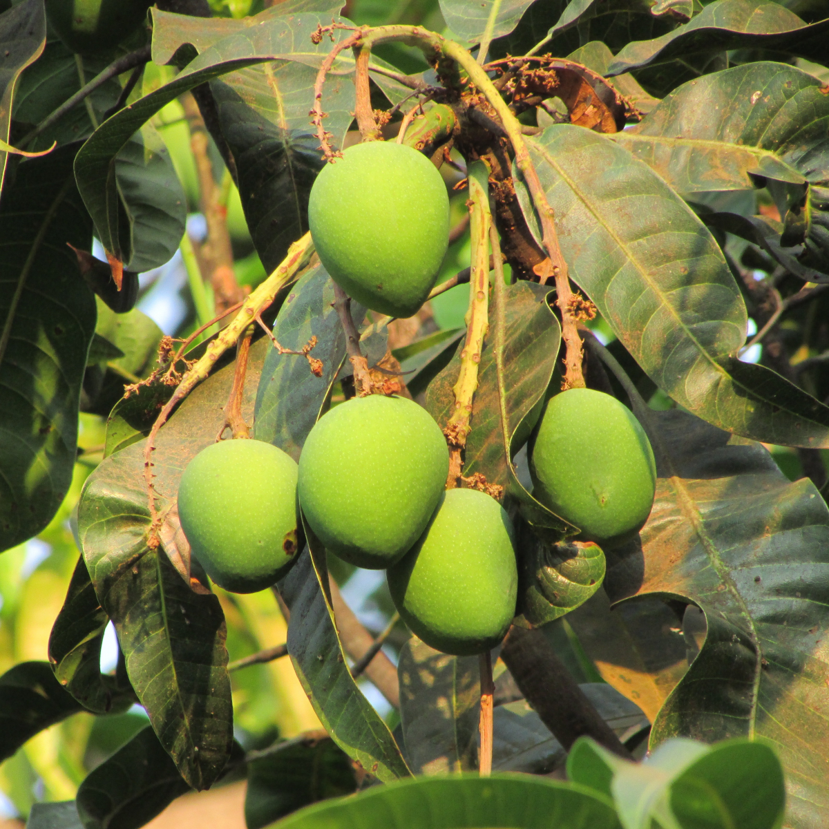 Green mango pictures on branches